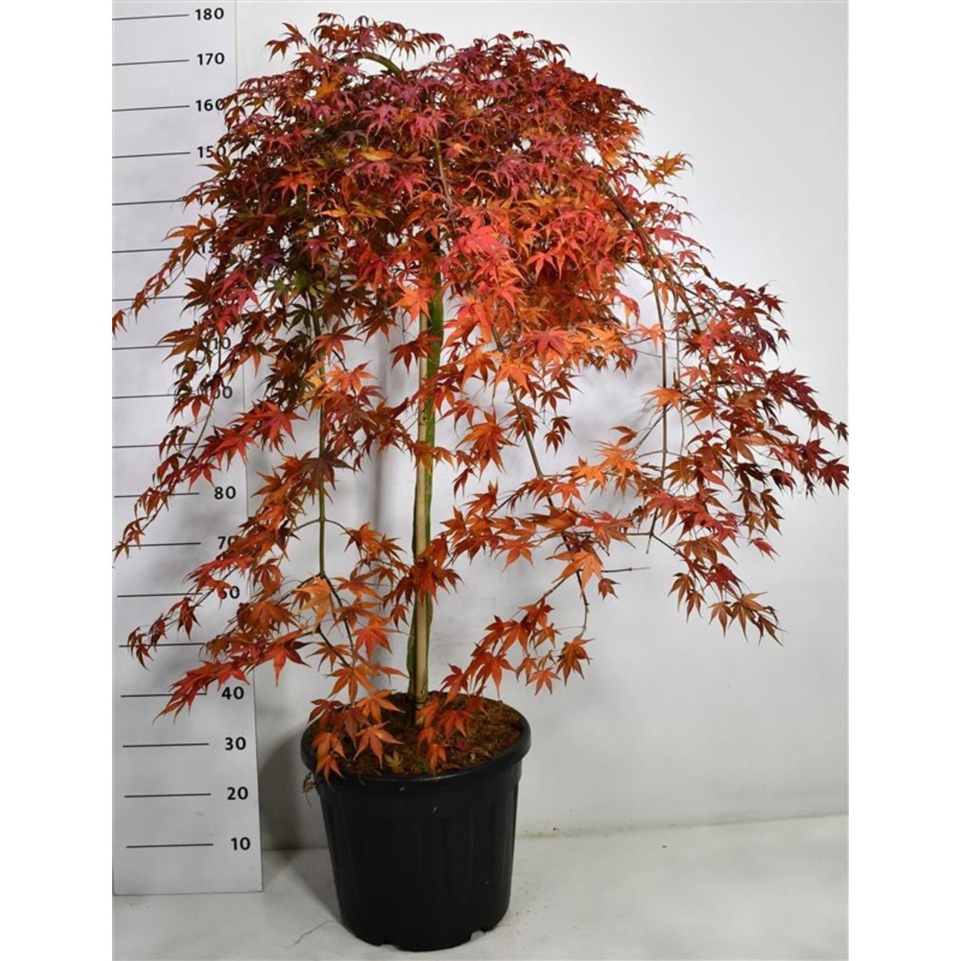 Japansk lönn – Acer palmatum 'Cascade Ruby' - C35 90 cm. Stam
